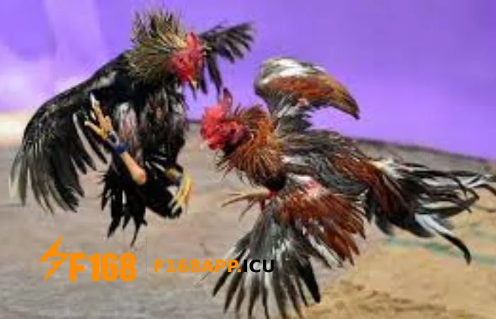 đá gà trực tuyến f168