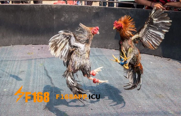 đá gà trực tuyến f168